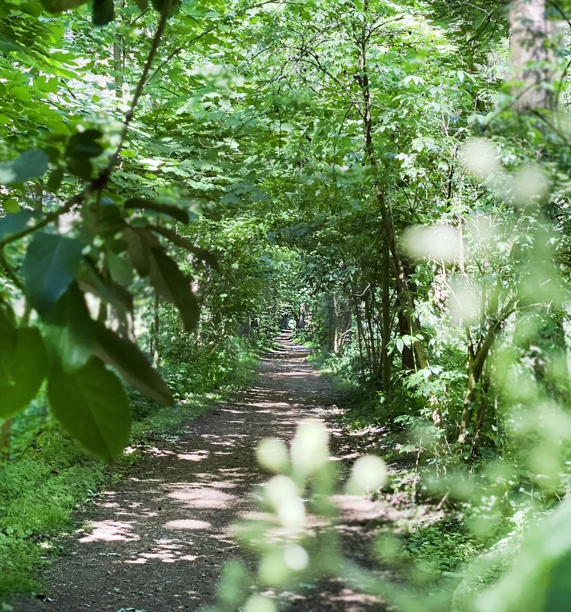 Algemeen natuur hospicebos 4