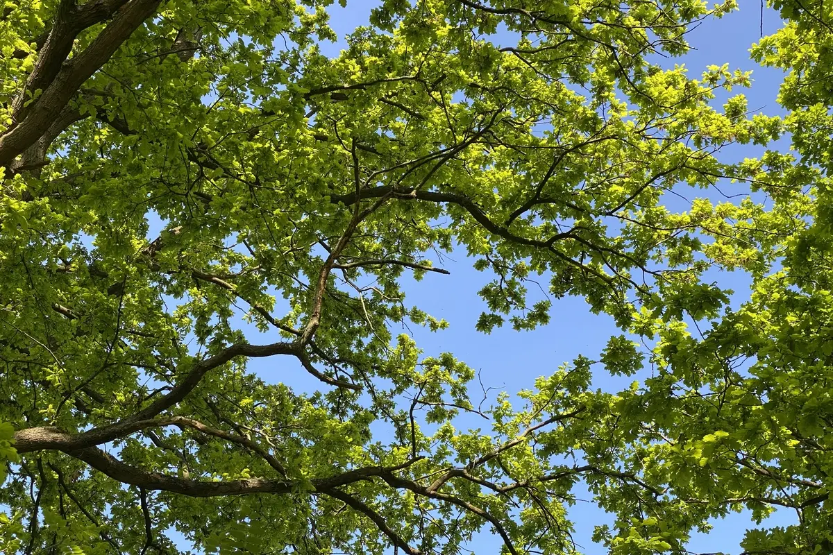 De Kollebloem in Destelbergen