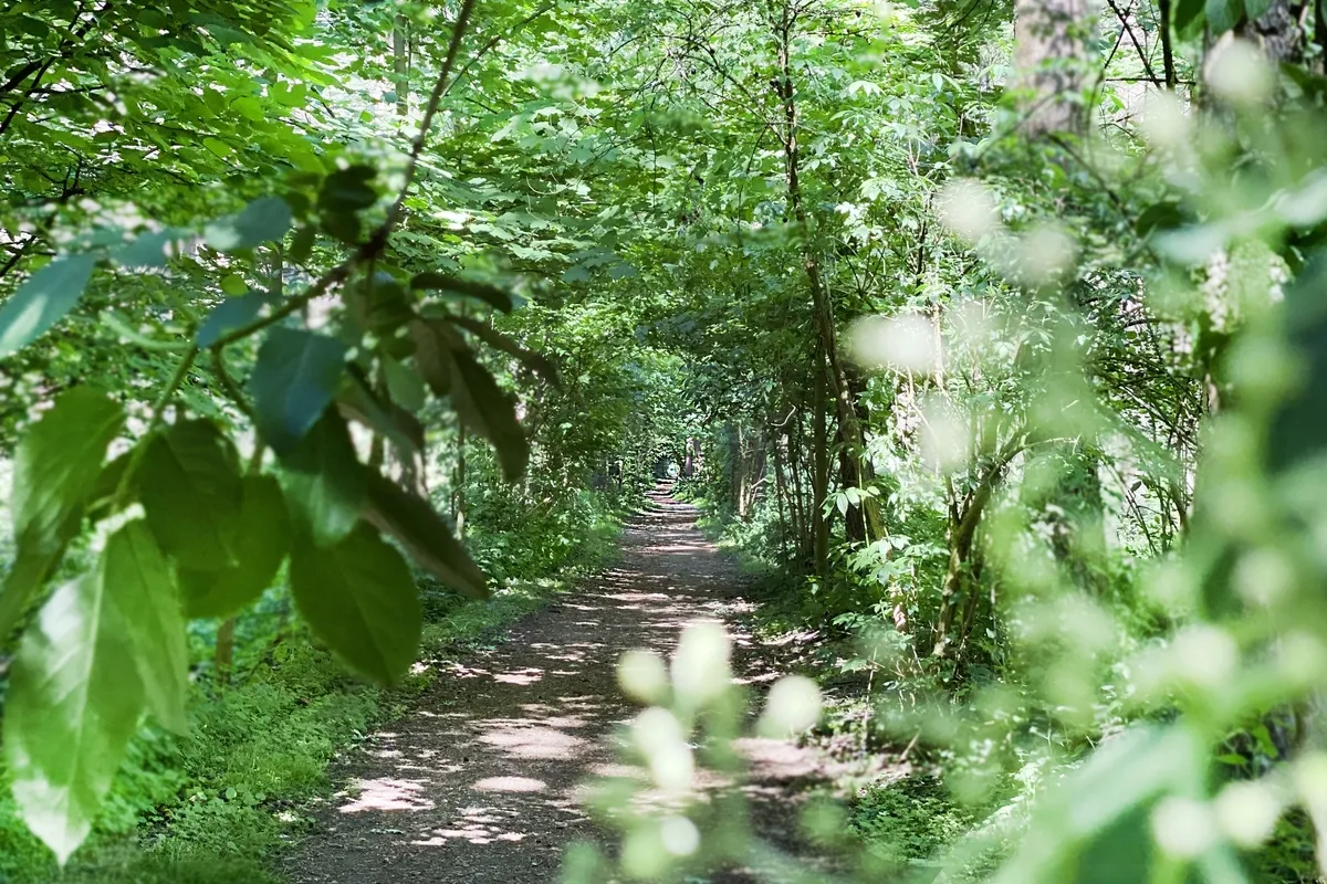 Algemeen natuur hospicebos 4