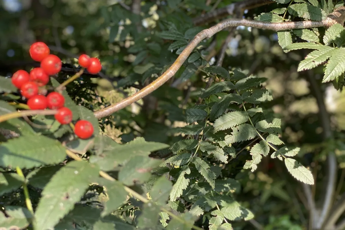 Kruisem Natuur