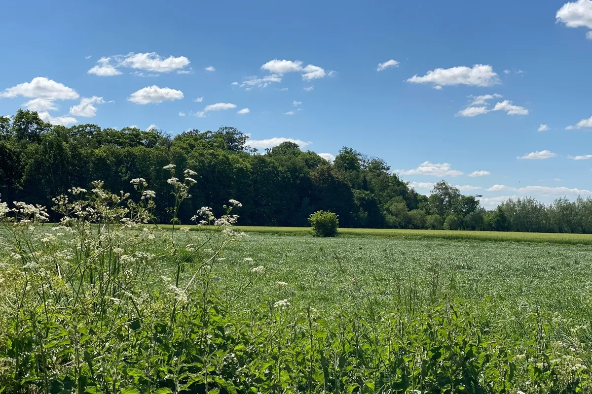 Parkbos