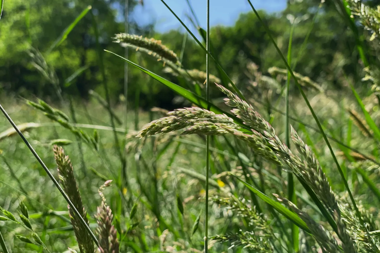 Merelbeke: groene gemeente nabij Gent met parken, natuur, winkels en een vlotte bereikbaarheid