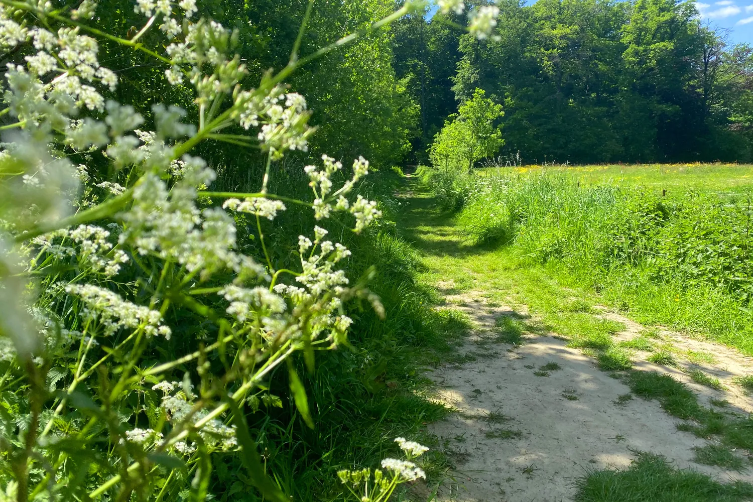 Merelbeke: groene gemeente nabij Gent met parken, natuur, winkels en een vlotte bereikbaarheid