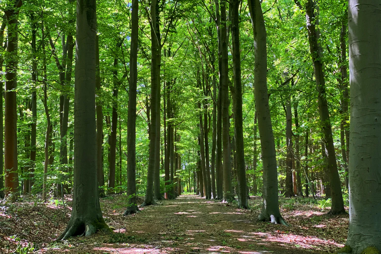 Merelbeke: groene gemeente nabij Gent met parken, natuur, winkels en een vlotte bereikbaarheid